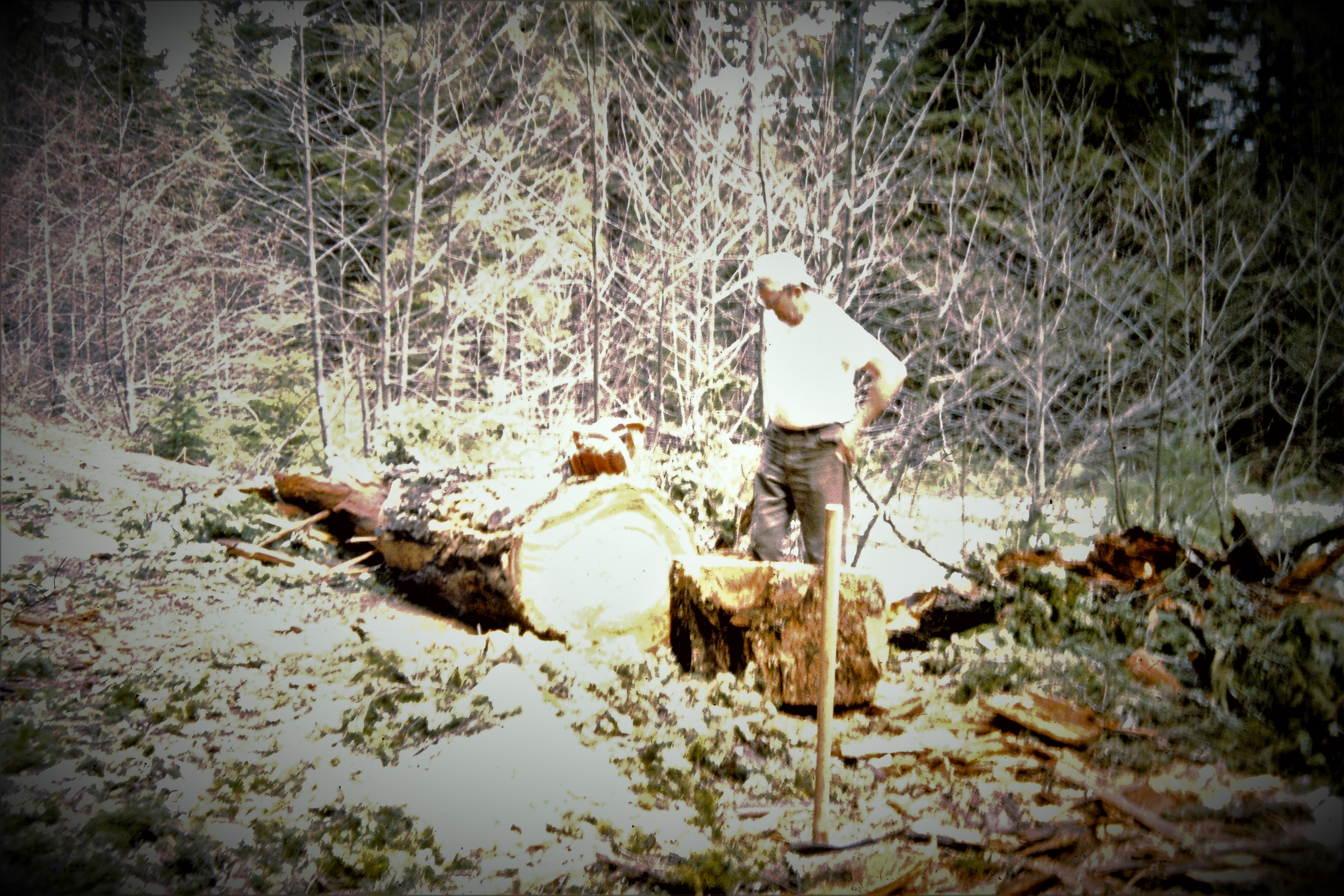 My beautiful picture